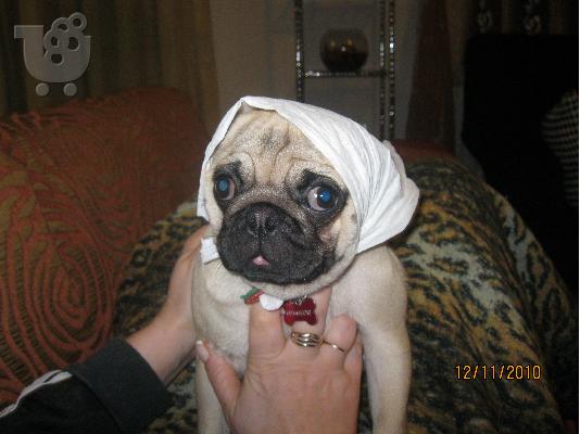 PoulaTo: polite pug